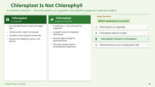 Chloroplast Is Not Chlorophyll
A common confusion — the chloroplast is an organelle; chlorophyll is a pigment molecule inside it.
Chloroplast
An organelle
An organelle found in plant and algal
cells
Visible under a light microscope
Contains many pigment molecules
Houses the thylakoids, grana, and
stroma
Chlorophyll
A pigment molecule
A molecule — not a structure or
organelle
Located inside the thylakoid
membrane
Absorbs light energy for
photosynthesis
One type among several
photosynthetic pigments
Hinge Question
Which statement is correct?
A Chlorophyll is an organelle.
B Chloroplasts absorb no light.
C Chlorophyll is located in chloroplasts.
D Photosynthesis occurs outside plant cells.
College Biology | July 2026 09
 