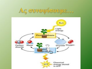 Φωτοσύνθεση: Ιστορική Αναδρομή