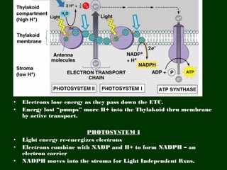Light Rxns Flowchart Photosynthesis honors master | PPT