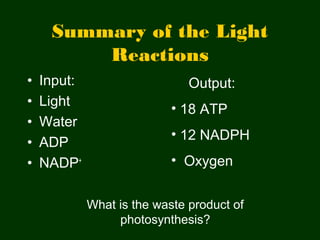 Photosynthesis honors master | PPT