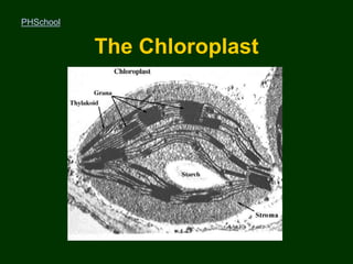 Pschoo PHOTOSYNTHESIS - IB | PPT