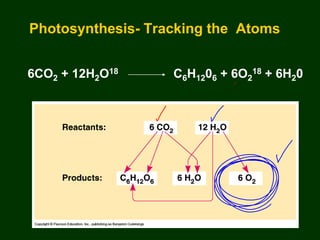 PHOTOSYNTHESIS - IB | PPT