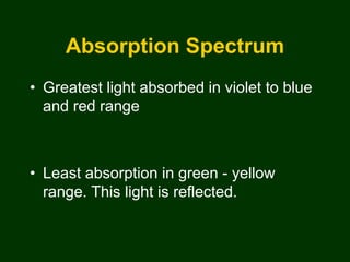 PHOTOSYNTHESIS - IB | PPT