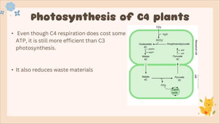 Photosynthesis in C3, C4 and CAM plants.pdf
