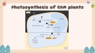 Photosynthesis in C3, C4 and CAM plants.pdf
