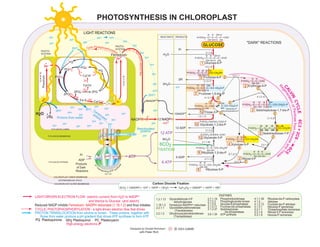 Photosynthesis in chloroplast poster