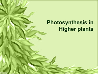 Photosynthesis in
Higher plants
 