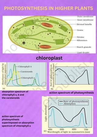 PHOTOSYNTHESIS IN HIGHER PLANTS
chloroplast
absorption spectrum of
chlorophyll a, b and
the carotenoids
action spectrum of photosynthesis
action spectrum of
photosynthesis
superimposed on absorption
spectrum of chlorophyll a
 