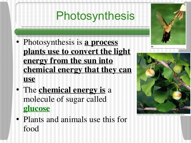 Photosynthesis Introduction For Advanced Biology 9th Grade