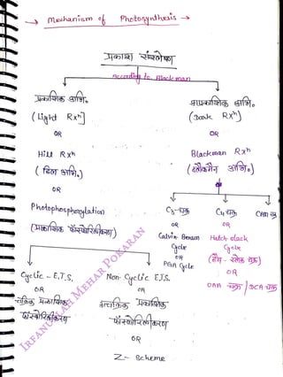 meshaniem o
<br>
(Iigkt Ra]
<br>
OR
<br>
Hi
Rxh
<br>
(feor
st)
<br>
OR
<br>
Photaphocpheglatian
<br>
Photoyntheis
<br>
Accardit to. glakk man
<br>
oR
<br>
Non- Gycc EJS,
<br>
6R
<br>
OR
<br>
Calvin- Bensn
<br>
Zc heme
<br>
(Dk Rx)
<br>
oR
<br>
PGA Gcle
<br>
Blackmn Rxh
<br>
OR
<br>
OR
<br>
Hatch- slack
<br>
JOR
<br>
 
