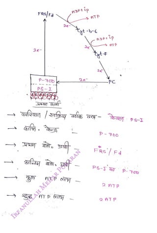 FRS/ Fa
<br>
2e
<br>
PS-I
<br>
T P
n
<br>
ADP1 Lp
<br>
2e
<br>
2e
<br>
ATP
<br>
-PC
<br>
P-00
<br>
FRSFd
<br>
PS-J oD)
<br>
2 ATp
<br>
 
