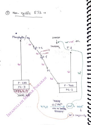 (2) Nom
<br>
Pleoplytn/PQ
<br>
P- 68O
<br>
he
<br>
ATP
<br>
t-f
<br>
he
<br>
2NADP
<br>
2N ADP
<br>
he
<br>
Fd
<br>
P-00
<br>
PS-I
<br>
 
