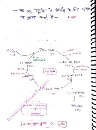 6xCO
<br>
6X RUBP
<br>
Rußp
<br>
(6)
<br>
6x RU mp
<br>
12X
<br>
-
PGA
<br>
5UAPp
<br>
18TPt {ZNADPH2
<br>
(2)
<br>
A0%
L3-0 PGAL
<br>
6 R
<br>
I2x ATp
<br>
I2x1,3- Di- PGA
<br>
ADP+ip
<br>
(3c)
<br>
2xNADP
<br>
NA DP
<br>
b1,8-oi- PGA L
<br>
(3A
<br>
27 i80i- PGAL
<br>
(3()
<br>
Gucose
<br>
(6c)
<br>
 