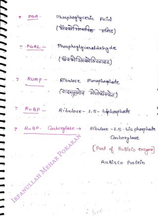 PGA -
<br>
** PGA
<br>
Ru Bp
<br>
Phosphogyceie Acie
<br>
Ru 8P
<br>
Phosphogynatdehyde
<br>
RUmpi-Rbwos e.
<br>
Riblose. Mesphoaplhate
<br>
Ribulose - 1,5- biheephate
<br>
Ribuloce -1,5-bis phesphate
<br>
Canborylae
<br>
(Pond
4 Ru 8isCo
eny
<br>
RuBis Co Protein
<br>
 