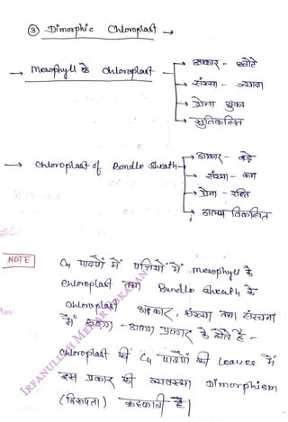 NOTE
<br>
Dinaphe Chlorplast
<br>
Chlrolat Bendle Cheath
<br>
entmapla
<br>
Okoroplaá)
<br>
HR -
<br>
(f84a)
<br>
Bendlo aheaty
<br>
Chleoplat Cu
aj Loaves
<br>
onorpiem
<br>
 