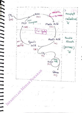 (1c)
<br>
/ATP
<br>
PEP
<br>
OAA
<br>
(uc)
<br>
PEP CaeyLase
<br>
(sc):
<br>
Acid
<br>
(3c))
<br>
(1)
<br>
NADPH
<br>
>,NADP
<br>
Malic AGd
<br>
(uc)
<br>
MalicAcid
<br>
RUBP
<br>
(5)
<br>
(ye)
<br>
RUBP
<br>
Glucse
<br>
b
<br>
Mesopkyll
<br>
Bundle
<br>
Shenth
<br>
 