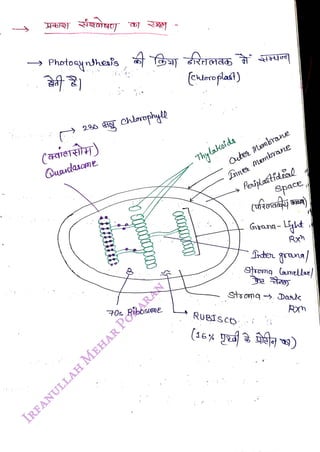 (aierirey)
<br>
Quudasome
<br>
70s RibbsMe
<br>
(Ceroflat)
<br>
Thylakoids
<br>
Qutes
Membrane
<br>
Lnne
Membrane
<br>
Peripastidal
<br>
space
<br>
RuBIsco
<br>
Gyang- ti
<br>
Srter prana)
<br>
Shom Camellae
<br>
Stoomq Das
<br>
Rxn
<br>
 