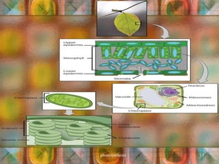 Introduction Photosynthesis photosynthesis lecture1 introduction.pdf
