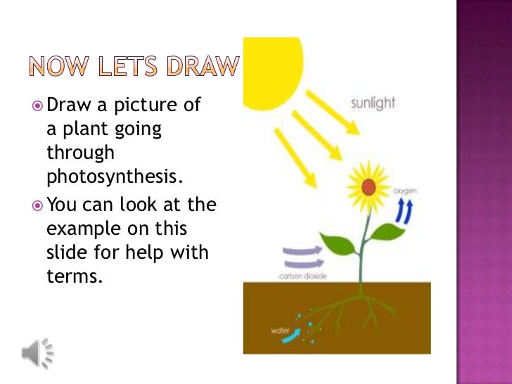 Plants Use Photosynthesis To Make Food Plants Use Photosynthesis To Make Food