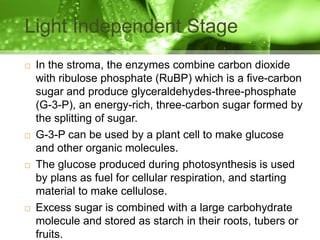 Photosynthesis | PPTX
