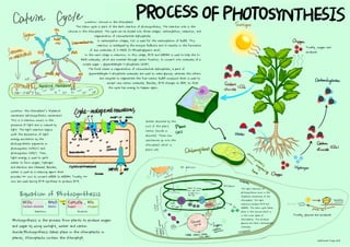 Water absorbed by the
root of the plant.
Carbon dioxide is
absorbed. These two
substances go into the
chloroplast which is
plant cell.
Finally, oxygen are
produced
Finally, glucose are produced
The light reactions of
photosynthesis occur in the
thylakoid membranes of the
chloroplast. The light
reactions produce ATP and
NADPH. The calvin cycle takes
place in the stroma which is
in the inner space of
chloroplasts. This produces
glucose and other carbohydrate
molecules.
Location: stroma in the chloroplast
The Calvin cycle is part of the dark reaction of photosynthesis. The reaction site is the
stroma in the chloroplast. The cycle can be divided into three stages: carboxylation, reduction, and
regeneration of ribonucleotide diphosphate.
In carboxylation stages, CO2 is used for the carboxylation of RuBP. This
reaction is catalysed by the enzyme RuBisCO and it results in the formation
of two molecules of 3-PGA (3-Phosphoglyceric acid).
In the next stage is reduction. In this stage, ATP and NADPH is used to help the 3-
PGA molecules, which are created through carbon fixation, to convert into molecules of a
simple sugar ­ glyceraldehyde-3 phosphate (G3P).
The final state is regeneration of ribonucleotide diphosphate, a part of
glyceraldehyde-3 phosphate molecules are used to make glucose, whereas the others
are recycled to regenerate the five-carbon RuBP compound that is used to
accept new carbon molecules. Besides, ATP changes to ADP. So that
the cycle has energy to happen again.
Location: the chloroplast's thylakoid
membrane (photosynthetic membrane)
This is a reaction occurs in the
presence of light and is induced by
light. The light reaction begins
with the absorption of light
energy excitation by the
photosynthetic pigments in
photosystem II(PSII) and
photosystem I(PSI). Then,
light energy is used to split
water to form oxygen, hydrogen
and electron are released. Besides,
water is used as a reducing agent that
provides H+ ions to convert NADP to NADPH. Finally, H+
ions are used during ATP synthase to produce ATP.
Nathanael Freya Will
Equation of Photosynthesis
Photosynthesis is the process from plants to produce oxygen
and sugar by using sunlight, water and carbon
dioxide.Photosynthesis takes place in the chloroplasts in
plants. Chloroplasts contain the chlorophyll.
Reactions Products
 
