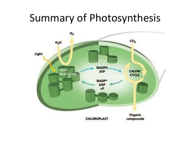 summary of photosynthesis Online games and education kids educational gamesphotosynthesis how plants get energy plant food sunlight kids corner herbivore, carnivore, omnivore. summary of photosynthesis Online games and education kids educational gamesphotosynthesis how plants get energy plant food sunlight kids corner herbivore, carnivore, omnivore.