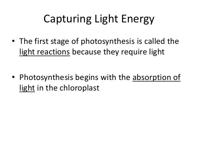 first stage of photosynthesis The first step of cellular respiration is called glycolysis absorbing light energy for photosynthesis 4:54 first stage of cellular respiration 4:12. first stage of photosynthesis The first step of cellular respiration is called glycolysis absorbing light energy for photosynthesis 4:54 first stage of cellular respiration 4:12.