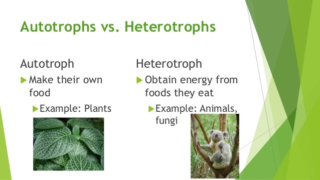 Are all plants autotrophs?