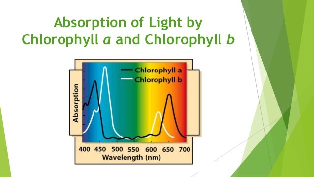 Photosynthesis Notes