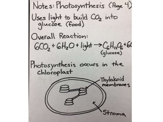 Photosynthesis notes hand written