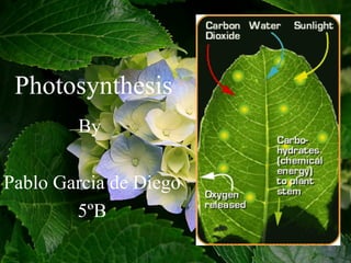 Photosynthesis
By
Pablo Garcia de Diego
5ºB
 