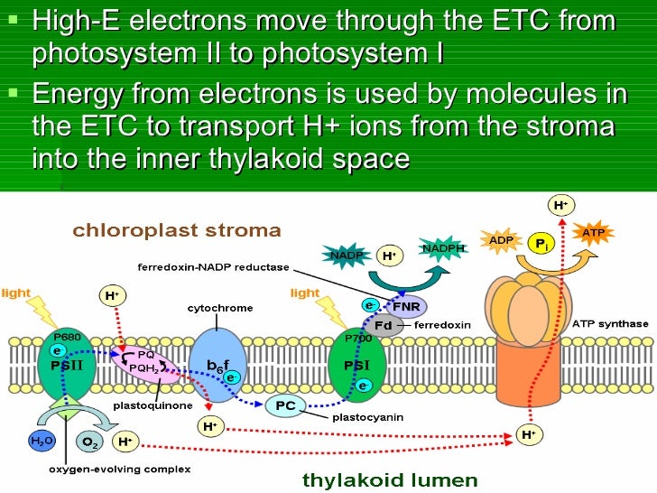 Photosynthesis part 2