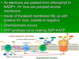  As electrons are passed from chlorophyll to
  NADP+, H+ ions are pumped across
  membrane
 Inside of thylakoid membrane fills up with
  positive H+ ions, outside in negative
 Chemosmosis occurs
 ATP synthase turns making ADPATP
 