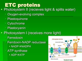 ETC proteins
 Photosystem II (recieves light & splits water)
     Oxygen-evolving complex
     Plastoquinone
     Cytochrome
     Plastocyanin
 Photosystem I (receives more light)
   Ferredoxin
   Ferrdoxin-NADP reductase
       NADPNADPH
   ATP synthase
       ADPATP
 