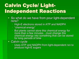 Calvin Cycle/ Light-
Independent Reactions
  So what do we have from pour light-dependent
   rxns?
    High-E electrons stored in ATP and NADPH
    “chemical energy”
    But plants cannot store this chemical energy for
     more than a few minutes…must change this
     chemical energy into something that can be stored
     for long periods of time
  Calvin cycle
    Uses ATP and NADPH from light-dependent rxn to
     produce high-E sugars
 