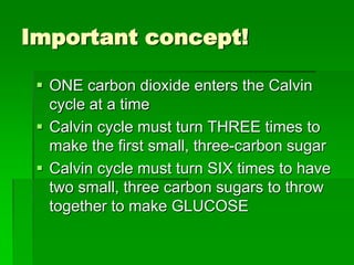 Important concept!

  ONE carbon dioxide enters the Calvin
   cycle at a time
  Calvin cycle must turn THREE times to
   make the first small, three-carbon sugar
  Calvin cycle must turn SIX times to have
   two small, three carbon sugars to throw
   together to make GLUCOSE
 