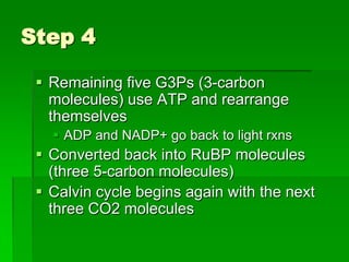 Step 4

  Remaining five G3Ps (3-carbon
   molecules) use ATP and rearrange
   themselves
    ADP and NADP+ go back to light rxns
  Converted back into RuBP molecules
   (three 5-carbon molecules)
  Calvin cycle begins again with the next
   three CO2 molecules
 