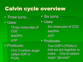 Calvin cycle overview
 Three turns…            Six turns…
 Uses:                   Uses:
   Three molecules of      Six molecules of CO2
    CO2                     NADPH
   NADPH                   ATP
   ATP                   Produces:
 Produces:                 Two G3P’s (PGALs)
   One 3-carbon sugar       that we put together to
    called G3P or            make …One 6-carbon
    PGAL                     sugar “glucose”
 