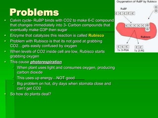 Problems
   Calvin cycle- RuBP binds with CO2 to make 6-C compound
    that changes immediately into 3- Carbon compounds that
    eventually make G3P then sugar
   Enzyme that catalyzes this reaction is called Rubisco
   Problem with Rubisco is that its not good at grabbing
    CO2…gets easily confused by oxygen
   When levels of CO2 inside cell are low, Rubisco starts
    grabbing oxygen
   This cause photorespiration
      When plant uses light and consumes oxygen, producing
        carbon dioxide
      This uses up energy…NOT good
      Big problem on hot, dry days when stomata close and
        can’t get CO2
   So how do plants deal?
 