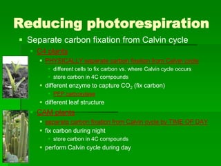 Reducing photorespiration
 Separate carbon fixation from Calvin cycle
   C4 plants
      PHYSICALLY separate carbon fixation from Calvin cycle
         different cells to fix carbon vs. where Calvin cycle occurs
         store carbon in 4C compounds
      different enzyme to capture CO2 (fix carbon)
         PEP carboxylase
      different leaf structure
   CAM plants
      separate carbon fixation from Calvin cycle by TIME OF DAY
      fix carbon during night
         store carbon in 4C compounds
      perform Calvin cycle during day
 