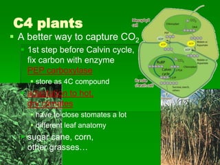 C4 plants
 A better way to capture CO2
   1st step before Calvin cycle,
    fix carbon with enzyme
    PEP carboxylase
     store as 4C compound           corn

   adaptation to hot,
    dry climates
     have to close stomates a lot
     different leaf anatomy
   sugar cane, corn,
    other grasses…
 