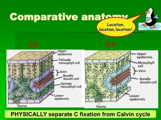 Comparative anatomy
                                  Location,
                              location,location!



      C3                         C4




PHYSICALLY separate C fixation from Calvin cycle
 