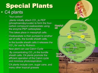 Special Plants
 C4 plants
   "four-carbon”
   plants initially attach CO 2 to PEP
    (phosphoenolpyruvate) to form the four-
    carbon compound oxaloacetate using
    the enzyme PEP carboxylase.
   This takes place in mesophyll cells.
   Oxaloacetate is then pumped to another
    set of cells, the bundle sheath cells,
   In the bundle sheath cells it releases the
    CO 2 for use by Rubisco.
   Now plant can use Calvin Cycle
   By concentrating CO 2 in the bundle
    sheath cells, C4 plants promote the
    efficient operation of the Calvin cycle
    and minimize photorespiration.
   C4 plants include corn, sugar cane, and
    many other tropical grasses
 