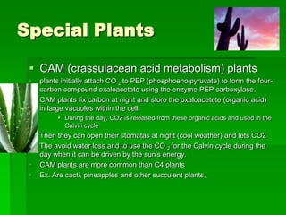 Special Plants

  CAM (crassulacean acid metabolism) plants
    plants initially attach CO 2 to PEP (phosphoenolpyruvate) to form the four-
     carbon compound oxaloacetate using the enzyme PEP carboxylase.
    CAM plants fix carbon at night and store the oxaloacetete (organic acid)
     in large vacuoles within the cell.
           During the day, CO2 is released from these organic acids and used in the
            Calvin cycle
    Then they can open their stomatas at night (cool weather) and lets CO2
    The avoid water loss and to use the CO 2 for the Calvin cycle during the
     day when it can be driven by the sun's energy.
    CAM plants are more common than C4 plants
    Ex. Are cacti, pineapples and other succulent plants.
 