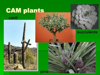 CAM plants
cacti


                     succulents




         pineapple
 