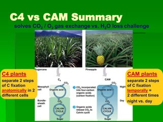 C4 vs CAM Summary
      solves CO2 / O2 gas exchange vs. H2O loss challenge




C4 plants                                       CAM plants
separate 2 steps                                separate 2 steps
of C fixation                                   of C fixation
anatomically in 2                               temporally =
different cells                                 2 different times
                                                night vs. day
 