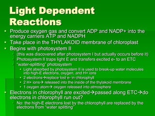 Light Dependent
  Reactions
 Produce oxygen gas and convert ADP and NADP+ into the
  energy carriers ATP and NADPH
 Take place in the THYLAKOID membrane of chloroplast
 Begins with photosystem II
    (this was discovered after photosystem I but actually occurs before it)
    Photosystem II traps light E and transfers excited e- to an ETC
    “water-splitting” photosystem
        Light absorbed by photosystem II is used to break-up water molecules
         into high-E electrons, oxygen, and H+ ions
        2 electronsreplace lost e- in chlorophyll
        2 H+ ions released into the inside of the thylakoid membrane
        1 oxygen atom oxygen released into atmosphere
 Electrons in chlorophyll are excitedpassed along ETCdo
  electrons in chlorophyll run out?
    No: the high-E electrons lost by the chlorophyll are replaced by the
     electrons from “water splitting”
 