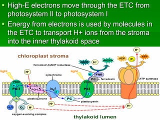  High-E electrons move through the ETC from
  photosystem II to photosystem I
 Energy from electrons is used by molecules in
  the ETC to transport H+ ions from the stroma
  into the inner thylakoid space
 