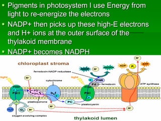  Pigments in photosystem I use Energy from
  light to re-energize the electrons
 NADP+ then picks up these high-E electrons
  and H+ ions at the outer surface of the
  thylakoid membrane
 NADP+ becomes NADPH
 