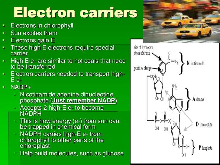Photosynthesis part 2